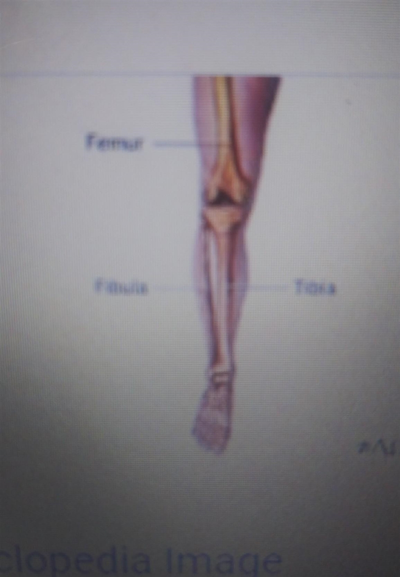 Which bone is identified in the picture below? A. Sternum B. Patella C. Fibula D. Tarsal-example-1