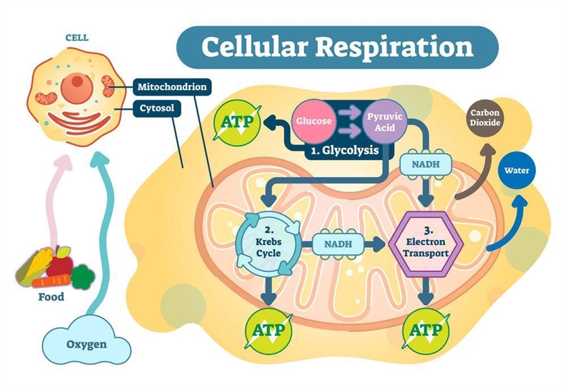 What is the energy that is released from glucose by cellular respiration-example-1