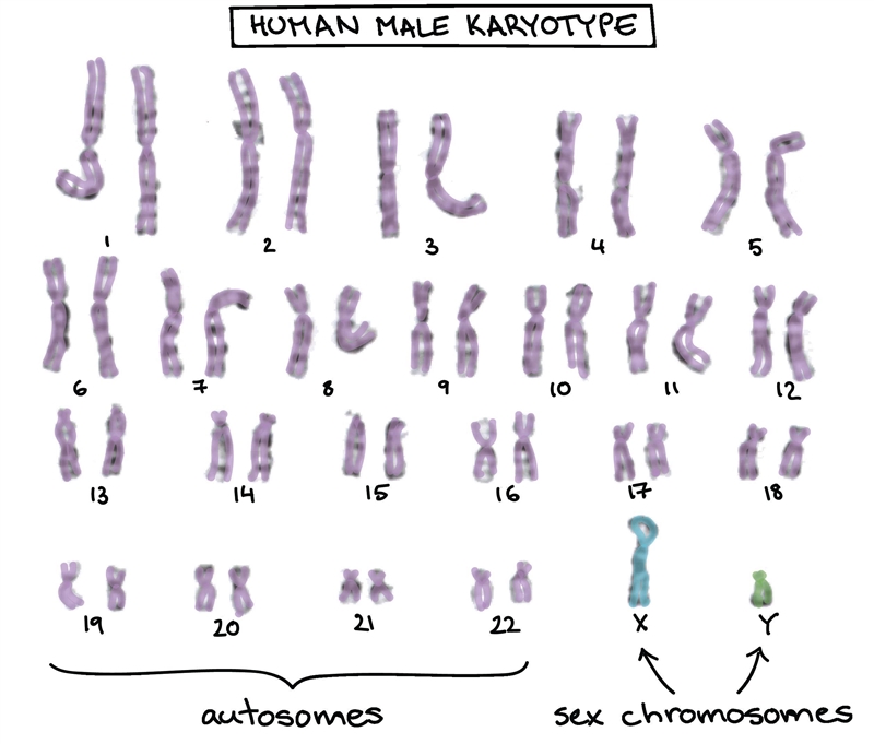 Sex-Related inheritance: X chromosome; Non Sex-Related inheritance​-example-1