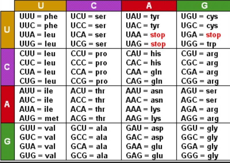 Cracking the Codon - 30 Points! - Refer to Screenshot 1. During replication, DNA is-example-1