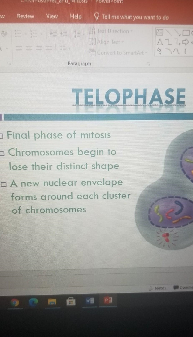 Put the steps of mitosis in the correct order-example-4