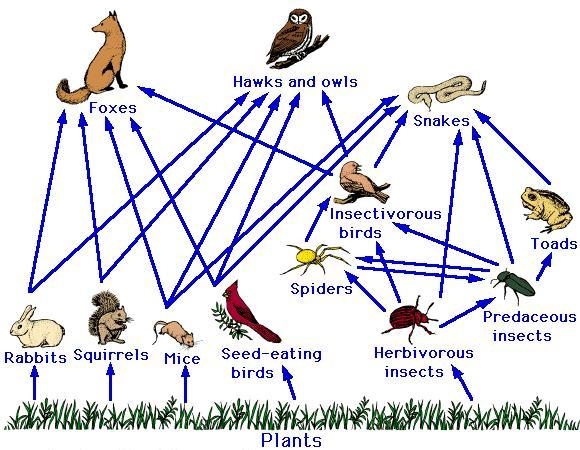 in order to draw the food web correctly, which organisms should have two arrows pointing-example-1