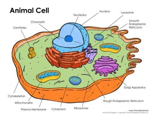 Provide the names of the organelles labelled in the diagram above.-example-1