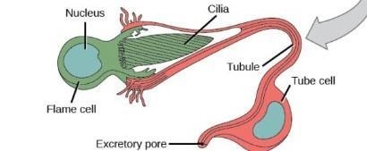 20 points :) How does the flame cell function in a planarian? Select one: a. Carbon-example-1