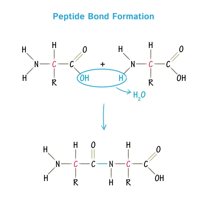 What are peptide bonds in protein how manny are there? (includes diagram)-example-1