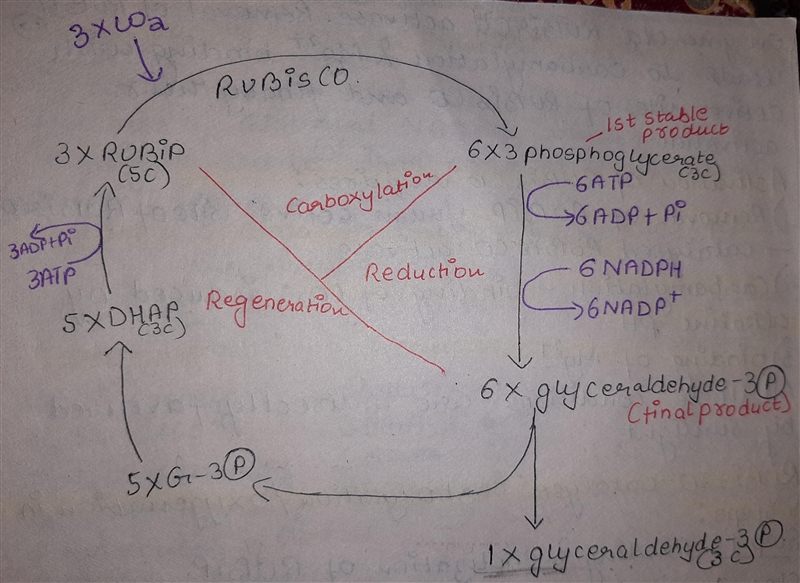 The net reaction of the Calvin cycle is the conversion of CO2 into the three-carbon-example-1