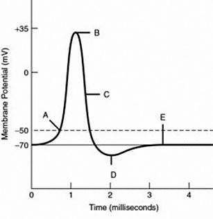 At label ________, the cell is not hyperpolarized; however, repolarization is in progress-example-1