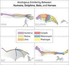 Two organisms have analogous structures. A student concluded that these organisms-example-1