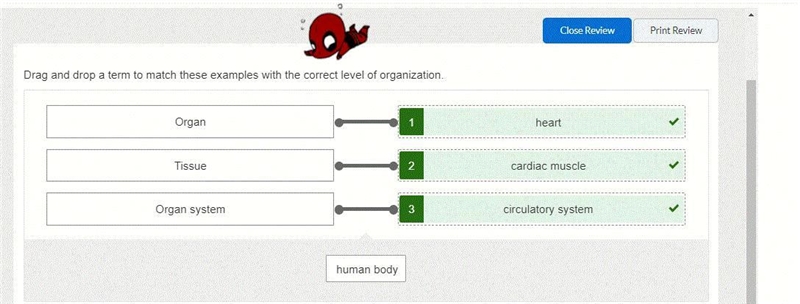 Drag and drop a term to match these examples with the correct level of organization-example-1