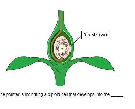 The pointer is indicating a diploid cell that develops into the _____.-example-1