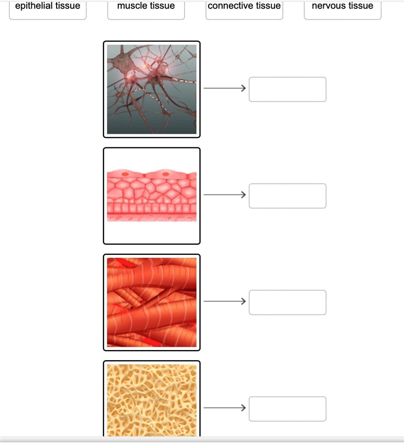 Match the tissues to their functions. nervous tissue epithelial tissue muscle tissue-example-1