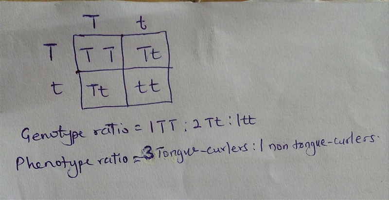 Tongue-curling in humans is a dominant genetic trait (T). Suppose a man who is heterozygous-example-1