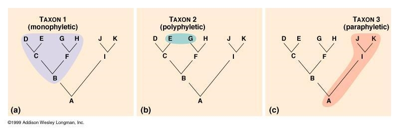 In the plant kingdom, all of the species are descended from a single common ancestor-example-1