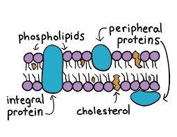 How does osmosis of water occur across the cell membrane?Plz help I need it ASAP-example-1