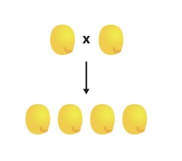 Felicity draws this diagram on the board to explain one of Mendel's experiments for-example-1