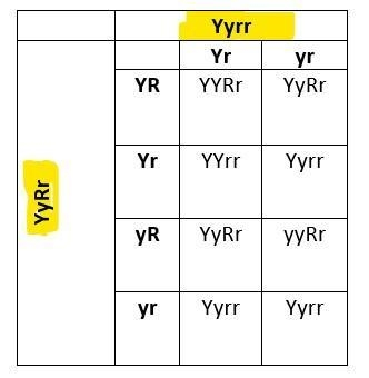 2. What would you get if you crossed plants with the genotypes Yyrr and yyRr? Yyrr-example-1