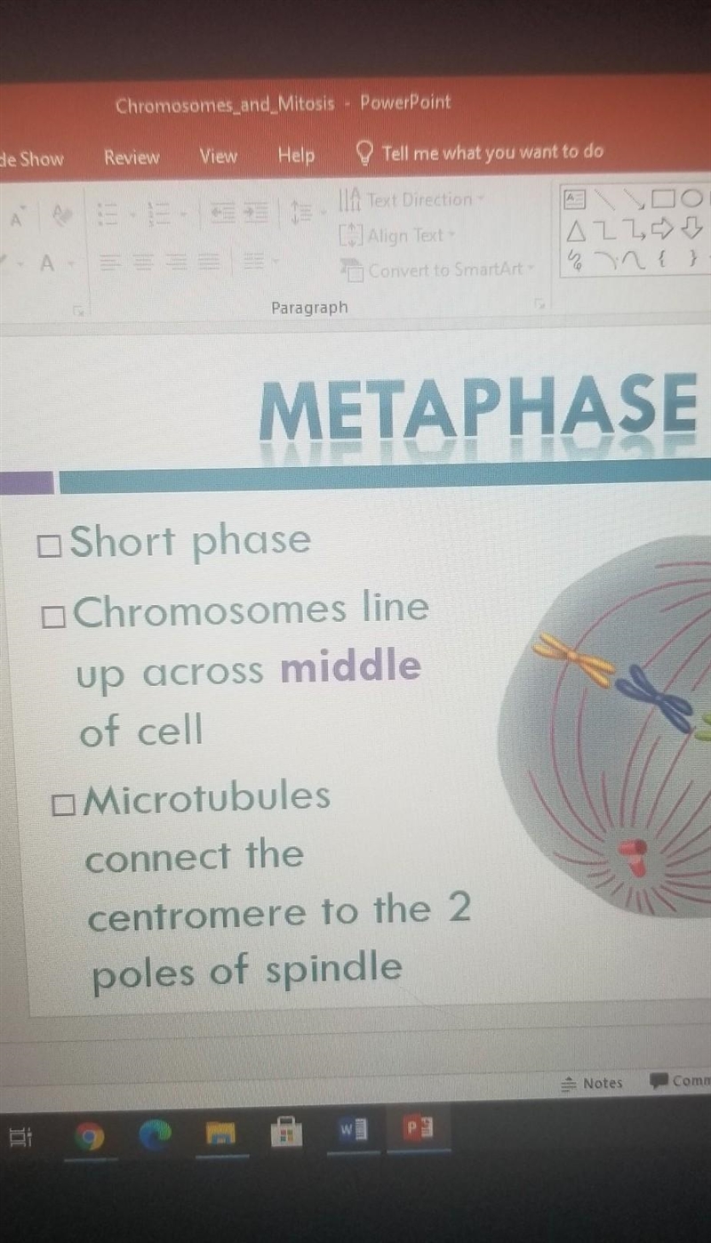 Put the steps of mitosis in the correct order-example-2