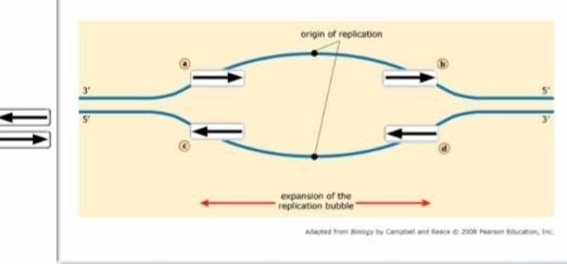 In this activity, you will demonstrate your understanding of antipiracy tell elongation-example-1