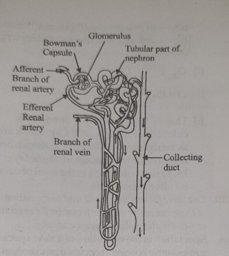 Explain the structure of nephrons-example-1