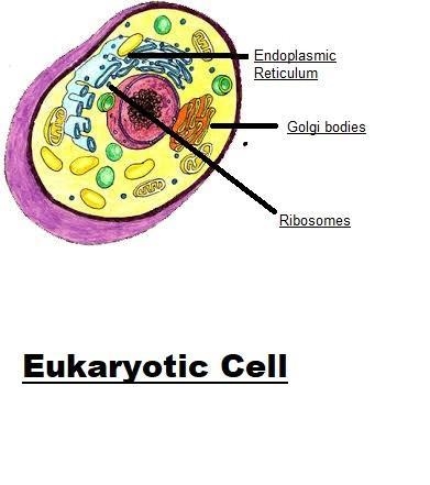 A model of an animal cell is shown above. Eukaryotic cells, like this one, have compartmentalization-example-1