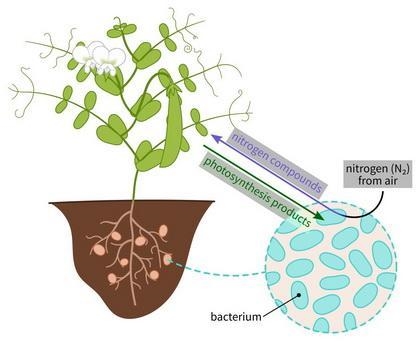 nitrogen in the atmosphere must be "fixed" before it can be used by plants-example-1