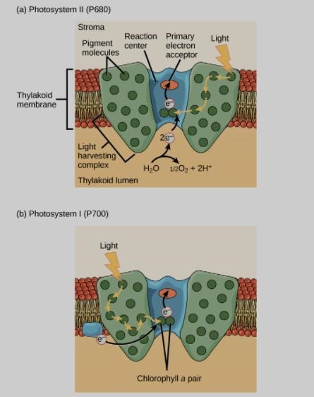 What would happen to the concentrations of ATP, NADPH and Sugars if PSII stopped working-example-1