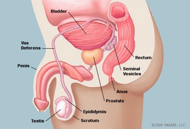 Where is the prostate gland located and what is its function-example-1