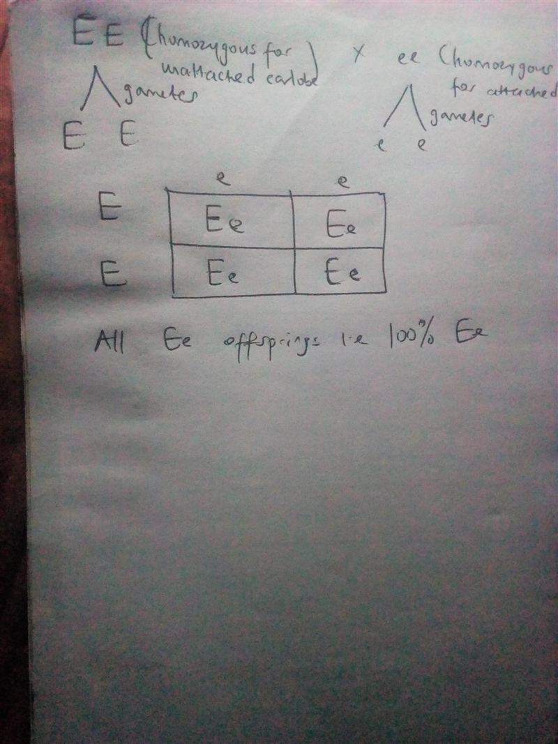 Unattached earlobes is a dominant trait, E. A parent who is homozygous for unattached-example-1