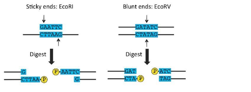 Some restriction endonucleases are capable of producing blunt ends; others can generate-example-1