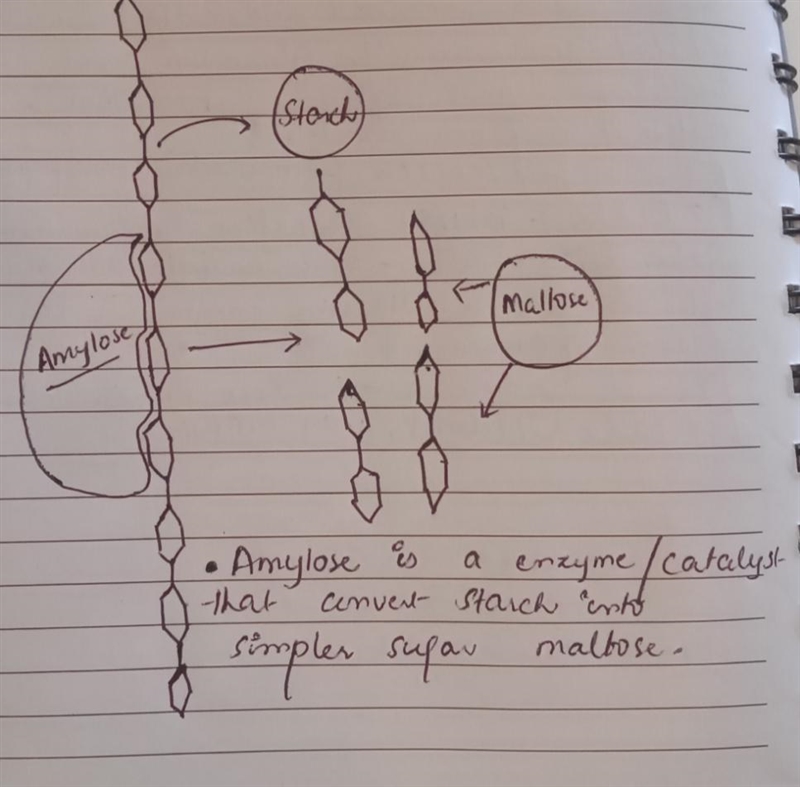 Draw a diagram to show the working of a catalyst to break starch into sugar molecule-example-1