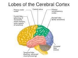 What would you not find in the cerebral cortex?-example-1