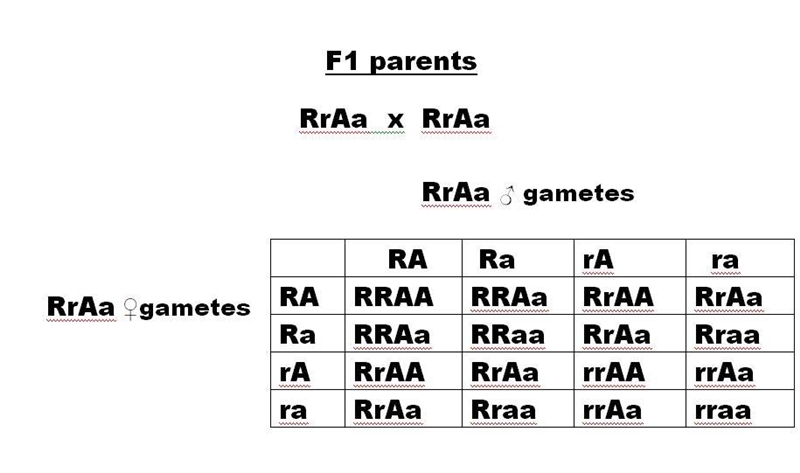 One gene determines red vs. white flowers in pea plants, and another determines axial-example-1