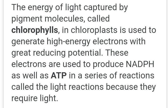 Energy that’s produced after light reaction-example-1