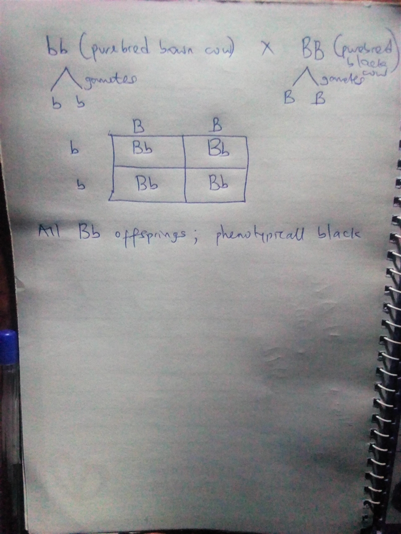 In cows black (B) is dominant to brown (b). If a brown purebred cow was mated with-example-1