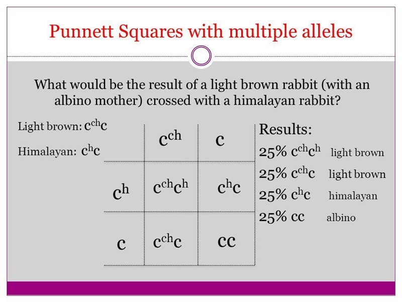 Example #6: What are the possible fur colors of the offspring of a cross between a-example-1