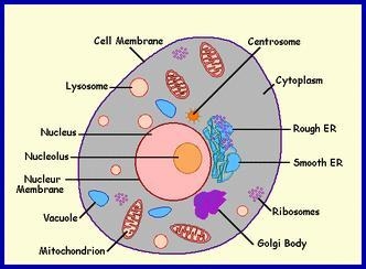 *9th grade* LABEL PARTS OF A CELL (HELP MEH)-example-1