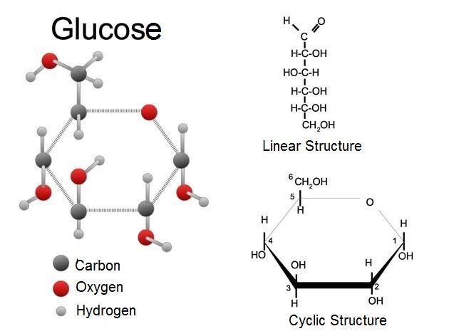 100 points! Complete the simple sugar molecule Glucose. Please fill out the diagram-example-2