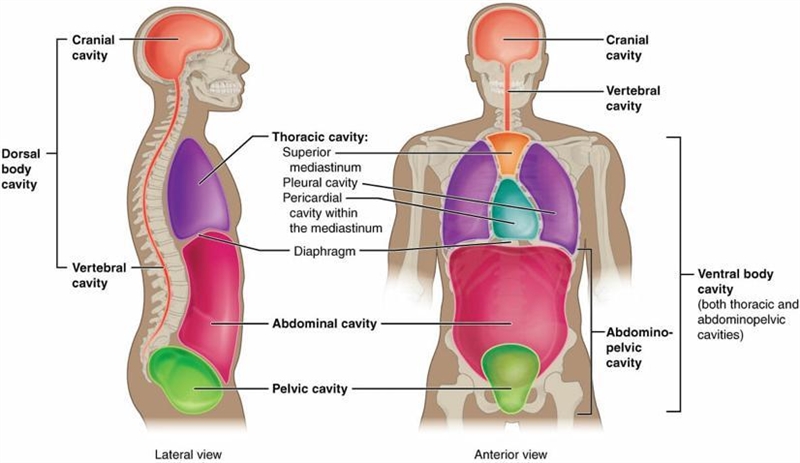 Body cavities diagram I need help-example-1