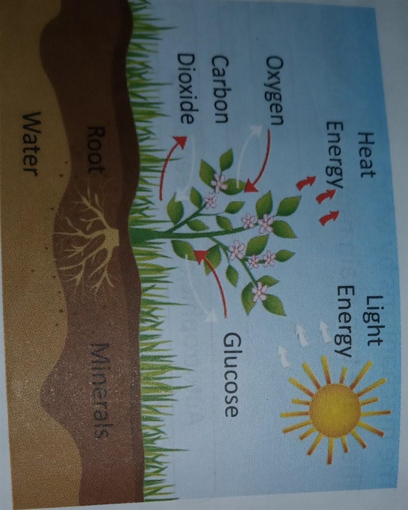 How to draw fertilization of plants??-example-1