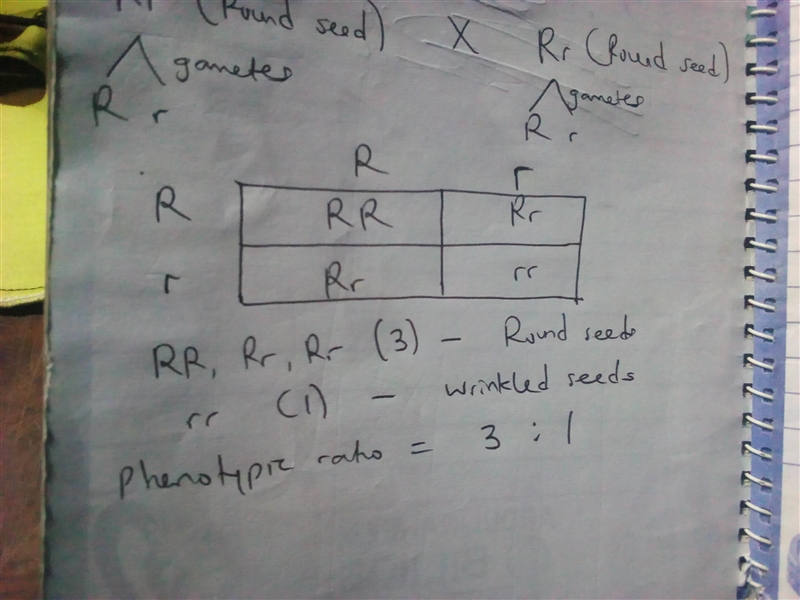 Suppose you have monohybrid pea plants in your garden and find that they produce round-example-1