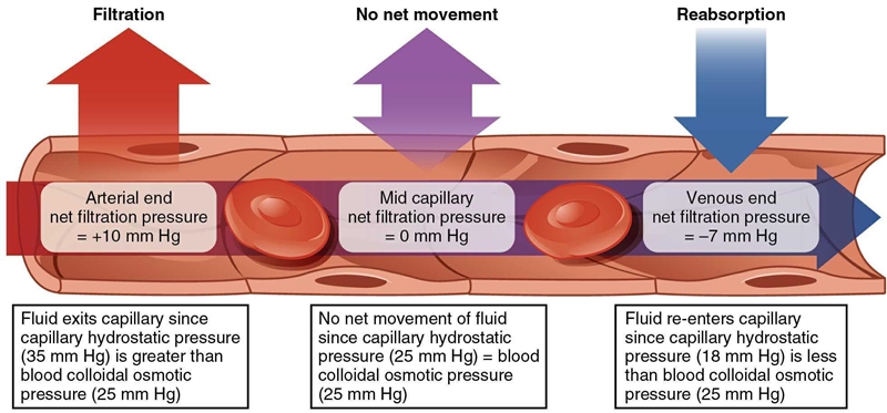 Although net filtration occurs at the ____________ end of a capillary and net reabsorption-example-1