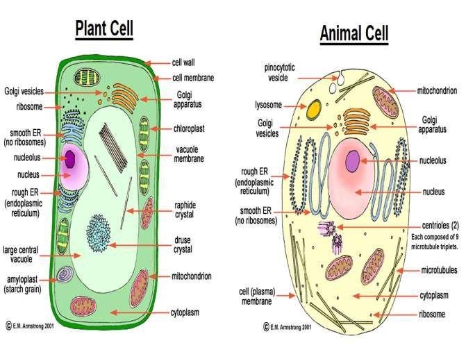 Alyssa is observing two cells, X and Y. Each cell is from either a plant or an animal-example-1