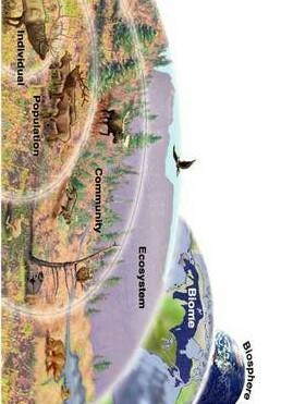 What is the correct order of the missing ecological levels of organization? Organism-example-1