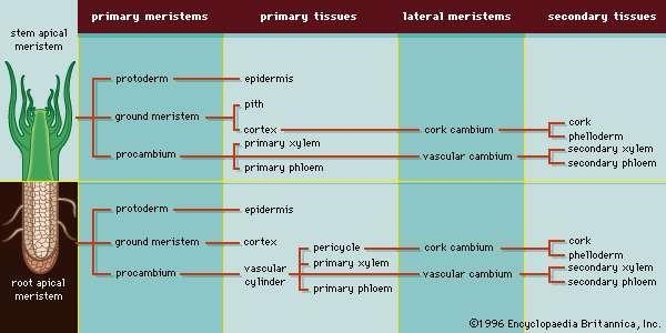 The function of the cork cambium is to produce-example-2