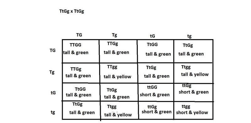 In pea plants, tall plants are dominant over short, and green pods are dominant over-example-1