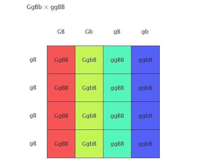 According to the table, how likely is it that blue eyes will show up in the offspring-example-1