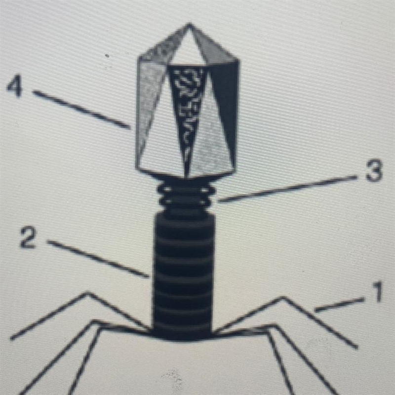 6. Use the diagram below to answer the following question. 2 Which labeled viral structure-example-1