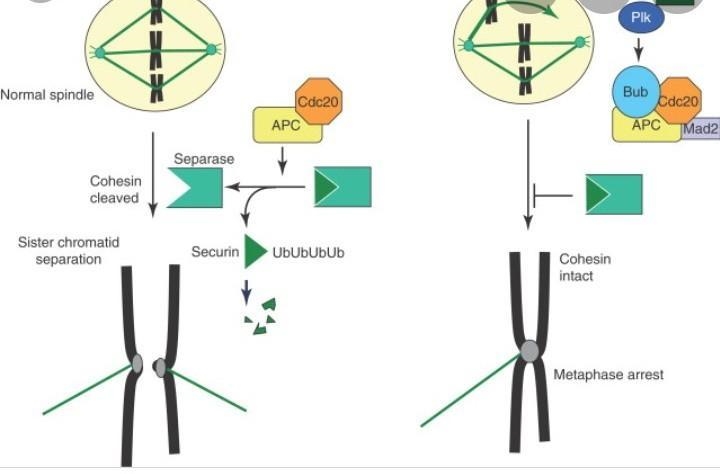 3. Please explain how daughter cells and cell division improves the survival rate-example-1