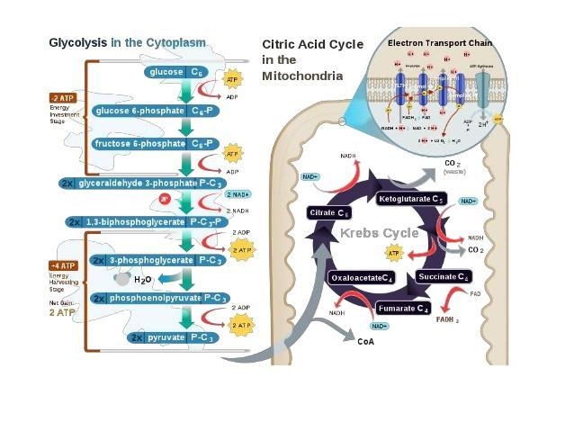 The energy that is released during cellular respiration is stored in molecules of-example-1