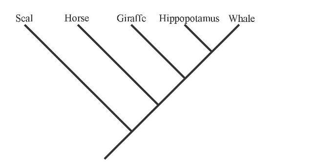 Find the true statement. a. The horse is equally related to the hippo and the seal-example-1